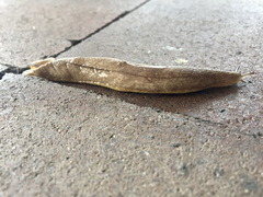 Testacella haliotidea