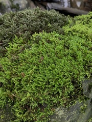 Sciuro-hypnum plumosum