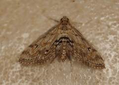 Parapoynx crisonalis