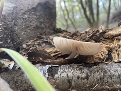 Bolbitius aleuriatus