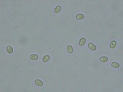 Perenniporia tenuis