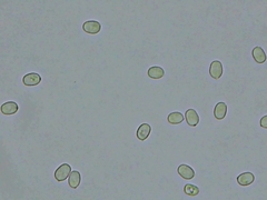 Perenniporia tenuis