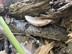 Bolbitius aleuriatus