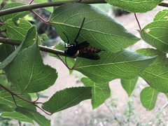 Elaphroptera
