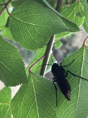 Elaphroptera