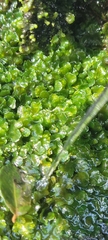 Pallavicinia lyellii