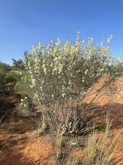 Hakea leucoptera leucoptera