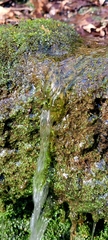 Pallavicinia lyellii