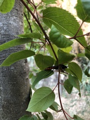 Elaphroptera