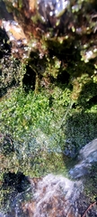 Pallavicinia lyellii