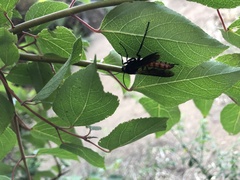 Elaphroptera