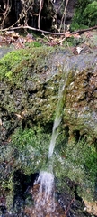 Pallavicinia lyellii
