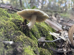 Bolbitius aleuriatus