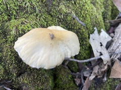 Bolbitius aleuriatus