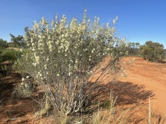Hakea leucoptera leucoptera