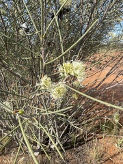 Hakea leucoptera leucoptera