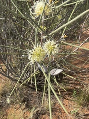 Hakea leucoptera leucoptera