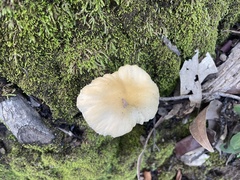 Bolbitius aleuriatus