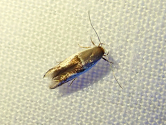 Stathmopoda megathyma