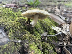 Bolbitius aleuriatus