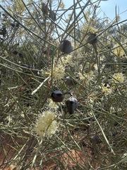 Hakea leucoptera leucoptera