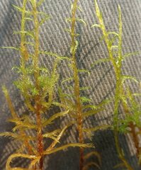 Calliergonella cuspidata