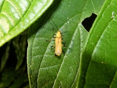 Chauliognathus cinguliventris