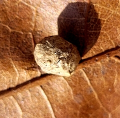 Macrodiplosis majalis