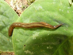 Notogynaphallia quinquestriata