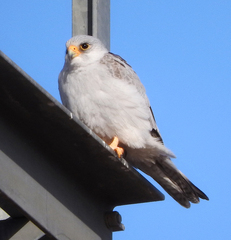 Falco hypoleucos