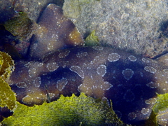 Orectolobus maculatus