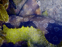 Orectolobus maculatus