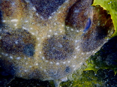 Orectolobus maculatus