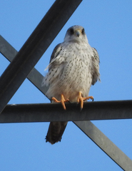 Falco hypoleucos