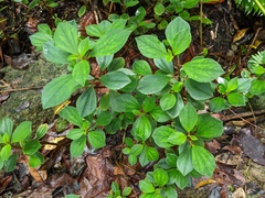 Peperomia leptostachya