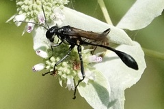 Eremnophila aureonotata