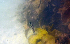 Abudefduf bengalensis