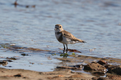 Charadrius falklandicus