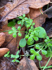 Nemophila parviflora