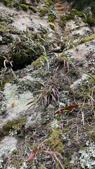 Dendrobium striolatum