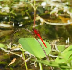 Rhodopygia cardinalis