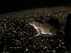 Lithobates areolatus