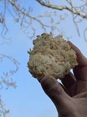 Hericium abietis