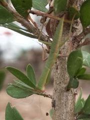 Orthodera ministralis