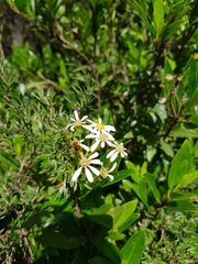 Olearia elliptica