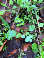Nemophila parviflora