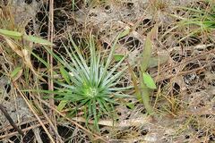 Syngonanthus flavidulus