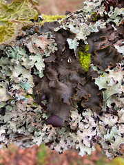Peltigera neckeri