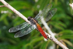 Libellula herculea