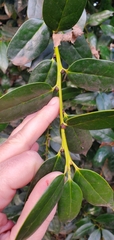 Leucothoe